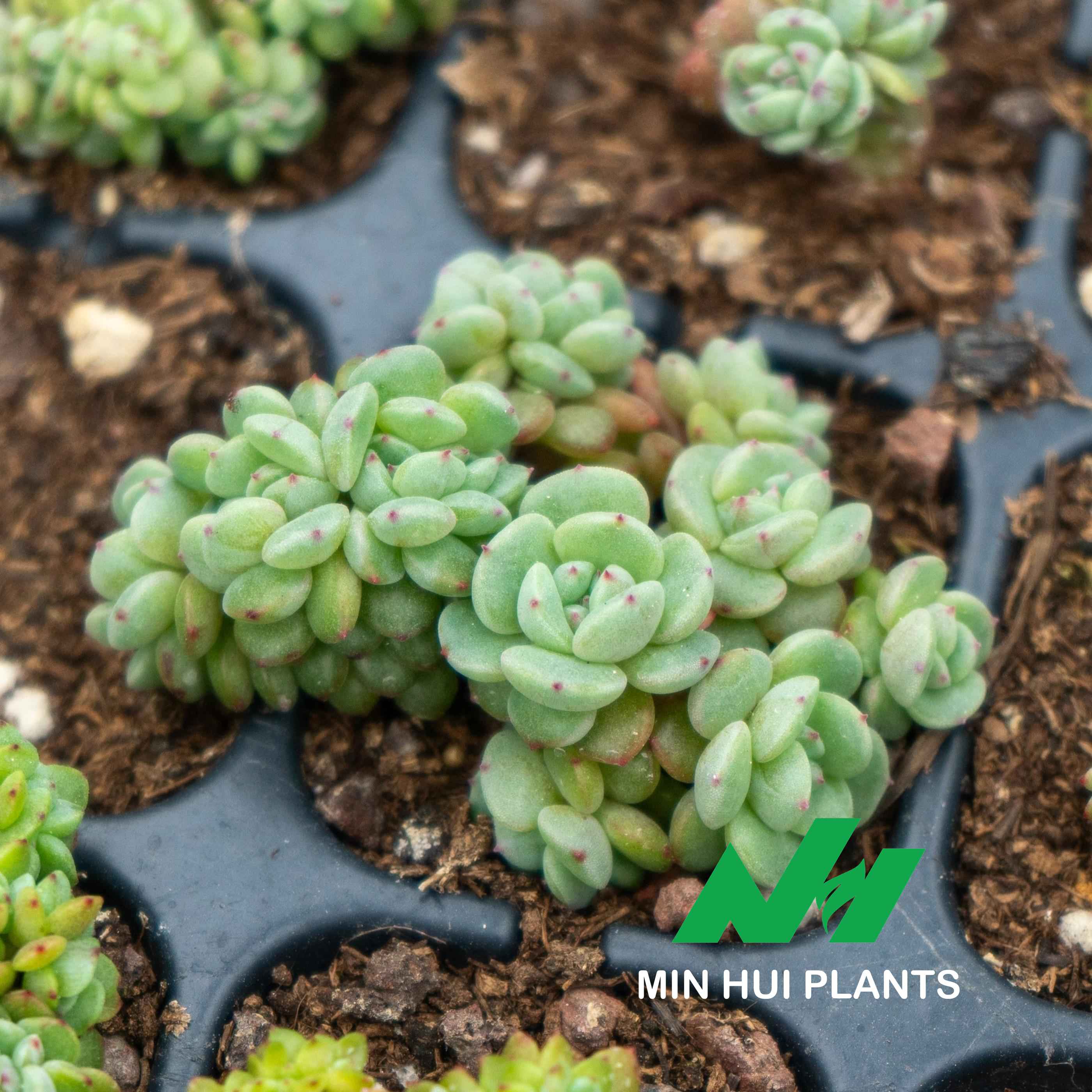 MinHui Plants-Pebble Nestlings